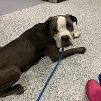 adopt a pet