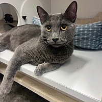 adopt a pet