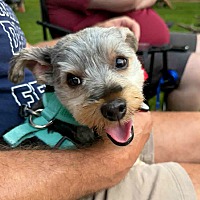 adopt a pet