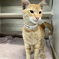 adopt a pet