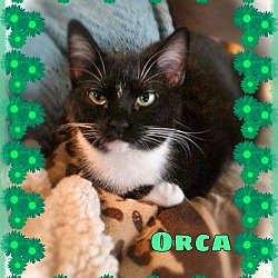 Thumbnail photo of Orca #4