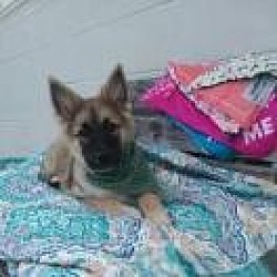 Photo of Simba