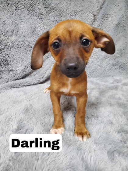 Photo of Darling