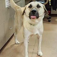 adopt a pet