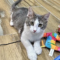 adopt a pet
