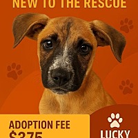 adopt a pet