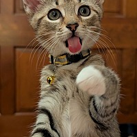 adopt a pet