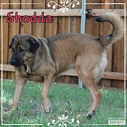Thumbnail photo of Shodda #1