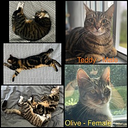Thumbnail photo of Teddy & Olive #1