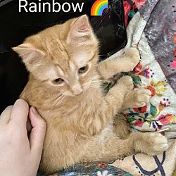 Thumbnail photo of Rainbow #2