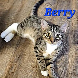 Thumbnail photo of Berry #2