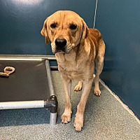 adopt a pet