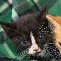 adopt-pet
