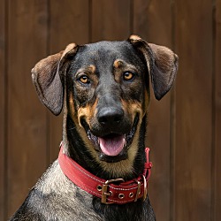 The ZOEY Group - Seattle, WA Foster Location - Animal rescue in
