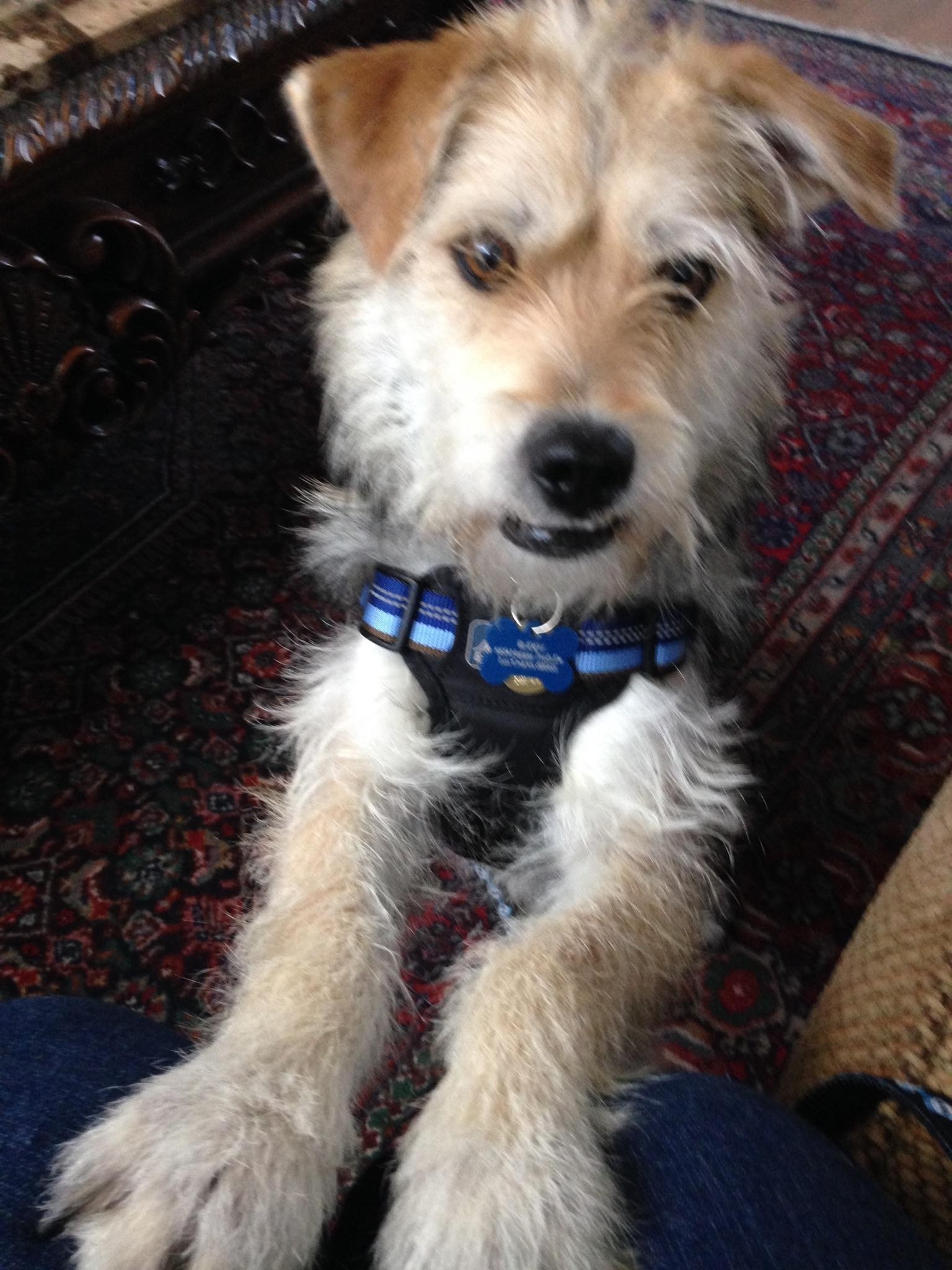 animal shelters las cruces nm on Las Cruces Nm Wheaten Terrier Meet Buddy2 A Pet For Adoption