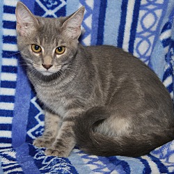 Thumbnail photo of Piper (Purrty Girl's Kitten) #1