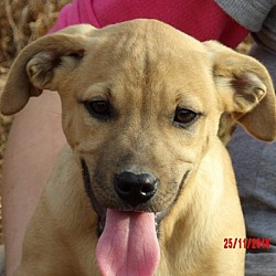 Thumbnail photo of Takota (14 lb) Pretty Pup! #2