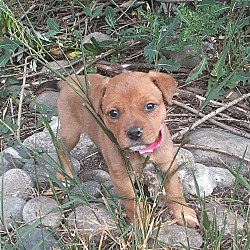 Photo of Pup ONE