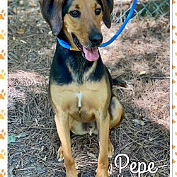 Thumbnail photo of PEPE (R) - see videos #4