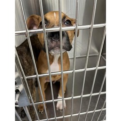 Photo of PEANUT