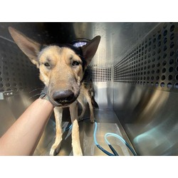 Photo of WHISKEY