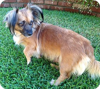 dachshund pekingese mix puppies for sale