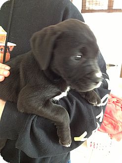 Spring City Pa Cane Corso Meet Corso Lab Litter A Pet