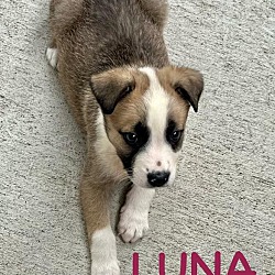 Thumbnail photo of LUNA and LEIA #2