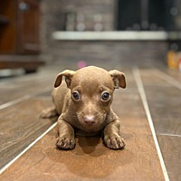 adopt a pet
