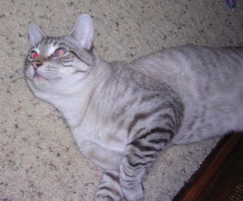 Davis Ca Siamese Meet Toyger A Pet For Adoption