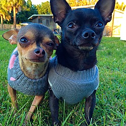 bonded pet photo