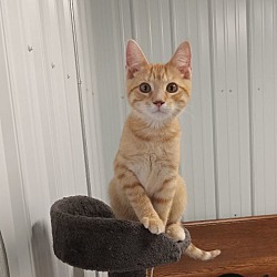 Photo of Sherbert