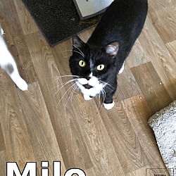 Thumbnail photo of Milo #3