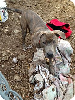 Wanaque Nj Pit Bull Terrier Meet Hunter A Pet For Adoption