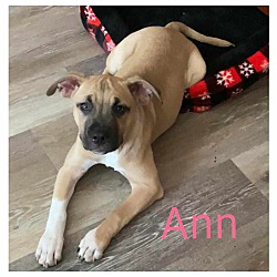 Thumbnail photo of ANN #4
