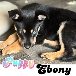 Thumbnail photo of Ebony #1