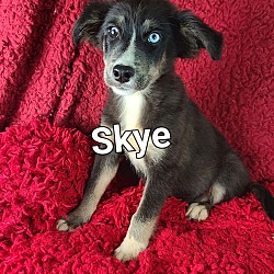 Thumbnail photo of Skye (Blue Eye) #2