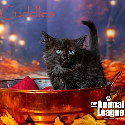 Thumbnail photo of Cuddles #1