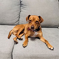 adopt a pet