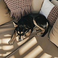 adopt a pet