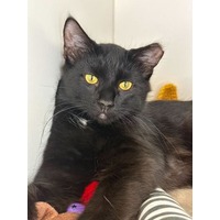 adopt-pet