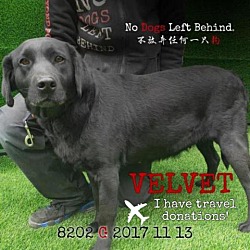 Thumbnail photo of Velvet 8202 #1