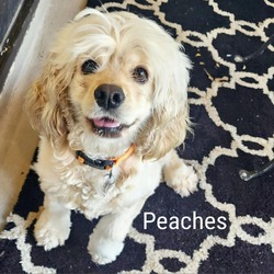 Photo of Peaches