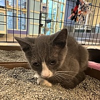 adopt a pet