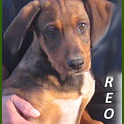 Thumbnail photo of Reo-Adoption Pending #2