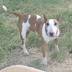 Photo of Sammie (Mini Bull Terrier)
