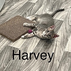Photo of Harvey