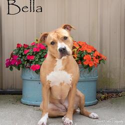 Photo of BELLA