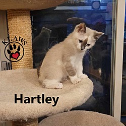 Thumbnail photo of Hartley #2