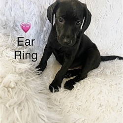Photo of Ear Ring